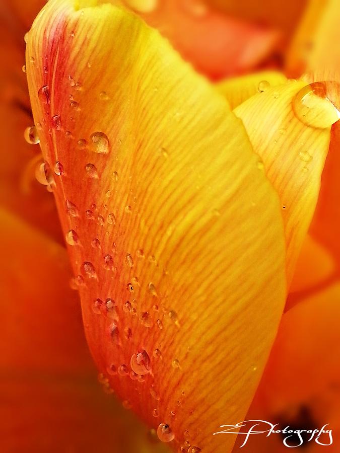 Spring Photograph - Orange water drops by Z Photography