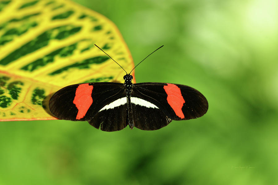 Orange, White and Black Butterfly  Photograph by Maria Angelica Maira