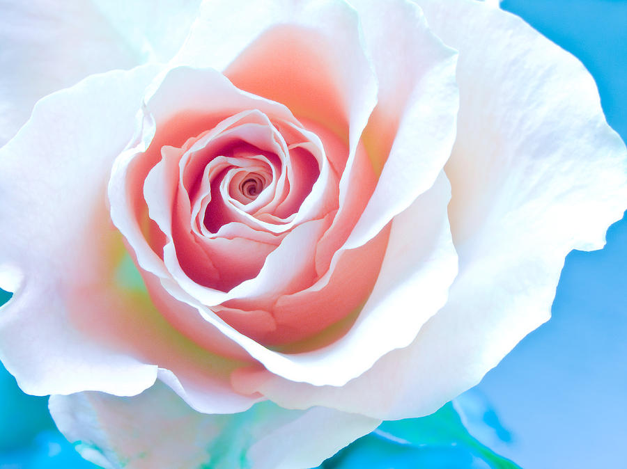 Orange White Blue Abstract Rose Photograph by Nadja Drieling - Flower- Garden and Nature Photography - Art Shop