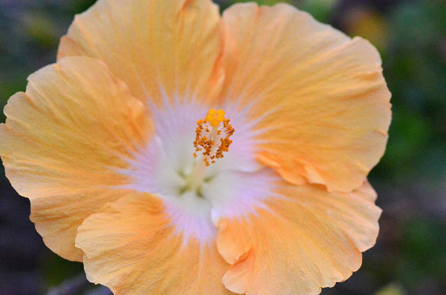 Orange White Hibiscus 1 Photograph by Amy Fose