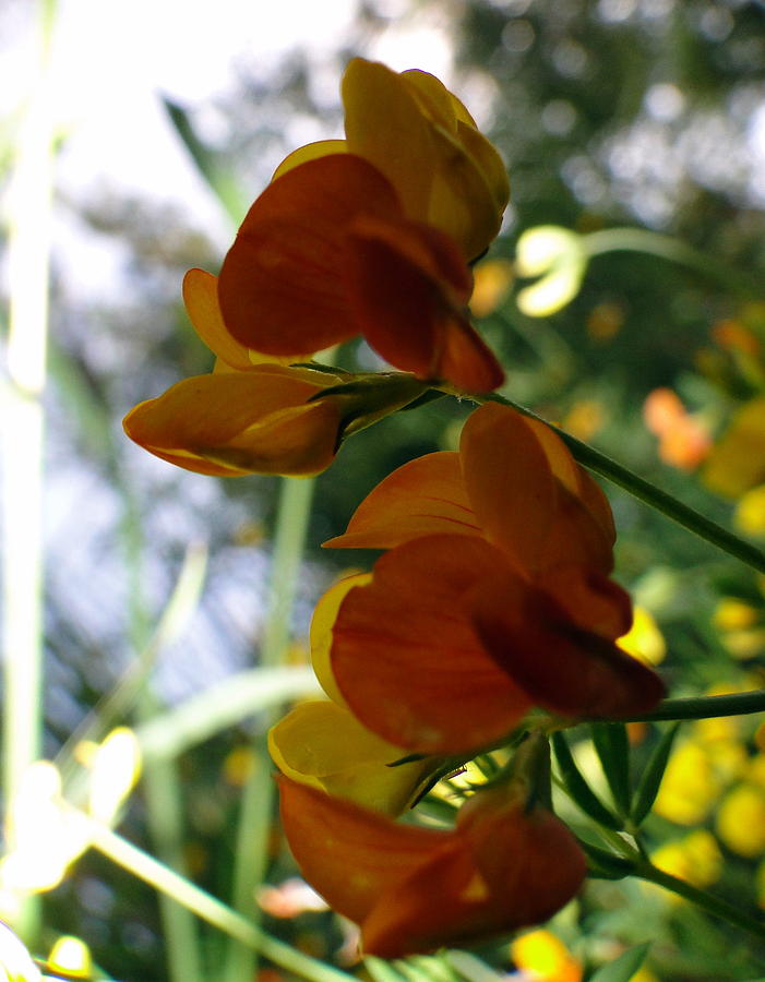 Orange Wildflower Photograph by Liz Vernand