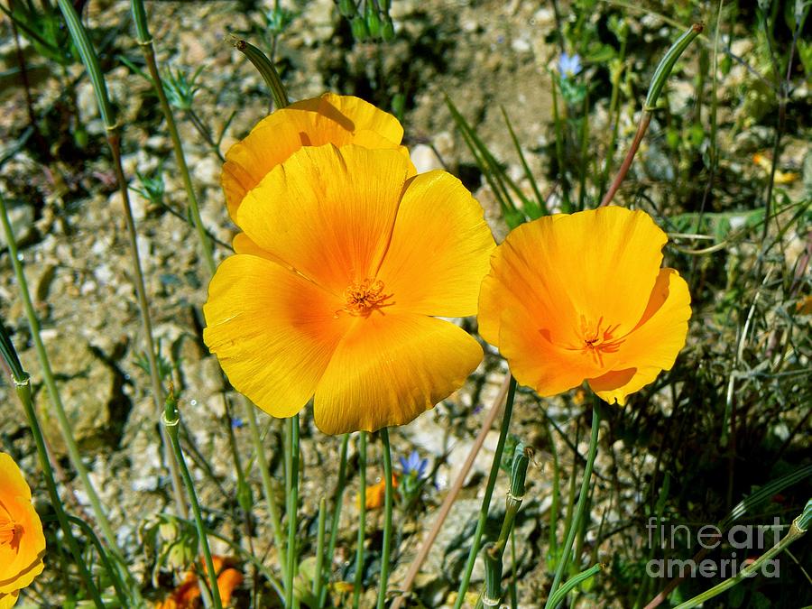 Orange Wildflowers Photograph by Rincon Road Photography - Fine Art America