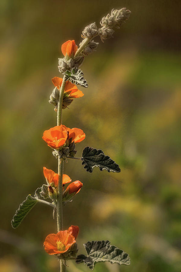 Orange Wildflowers  Photograph by Saija Lehtonen