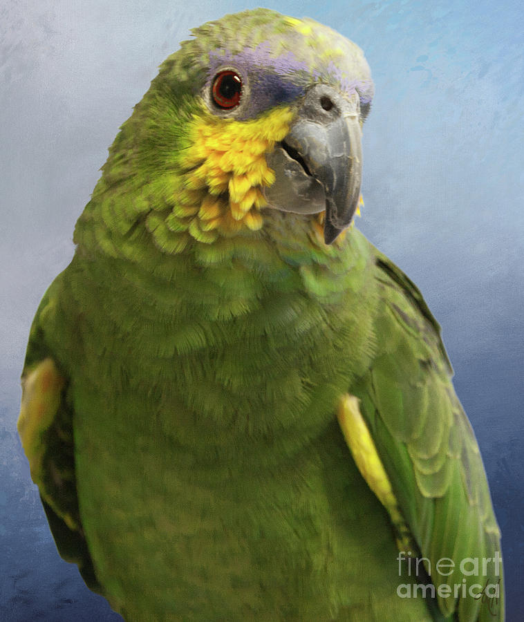 Orange Wing Amazon Parrot Photograph by Victoria Harrington