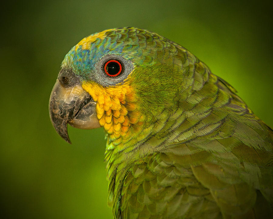 Wild Orange-winged Amazon Parrot Photograph by Stephen Dennstedt