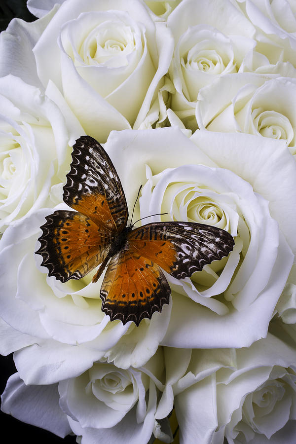 Rose Photograph - Orange Winged Butterfly On White Roses by Garry Gay