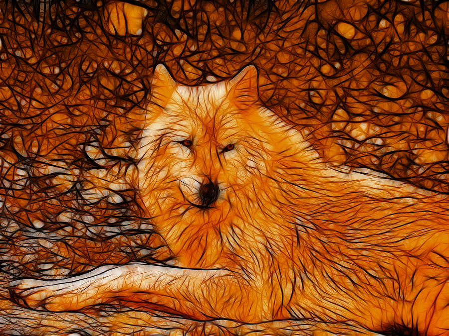Orange Wolf Photograph by Sandy Keeton