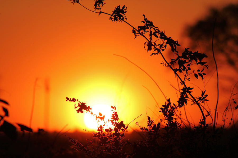 Sunset Photograph - Orange Wonder by Karen Wagner