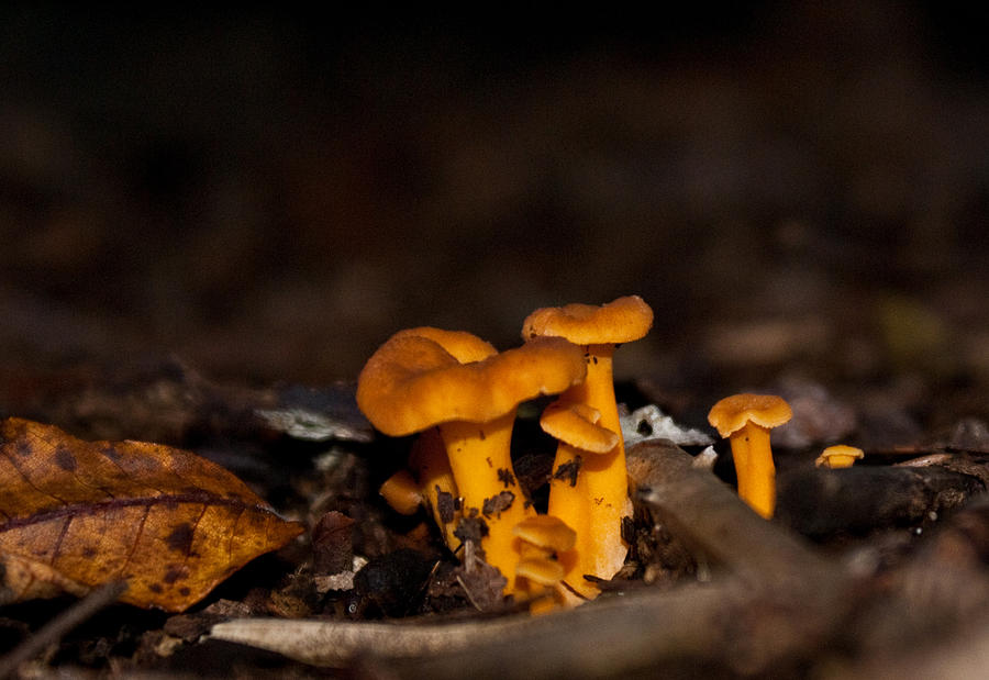 Orange Woodland Mushrooms Photograph by Douglas Barnett