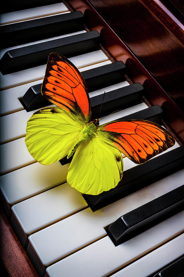 Orange Yellow Butterfly On Piano Keys Photograph by Garry Gay