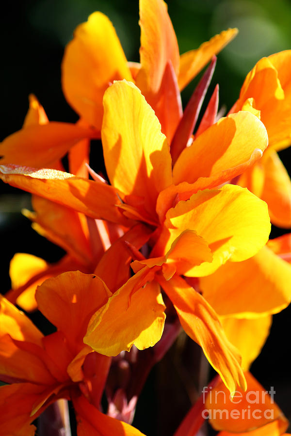 Orange-Yellow Canna Flowers by Jackie Farnsworth Orange-Yellow Canna Flowers by Jackie Farnsworth