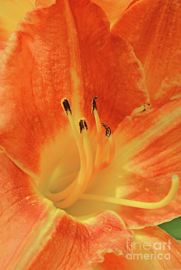 Orange-yellow Daylily Photograph
