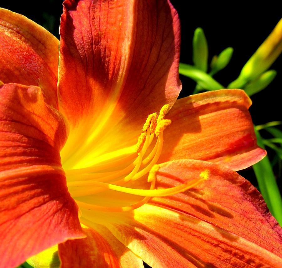 Flower Photograph - Orange/yellow Lily by Bonita Brandt
