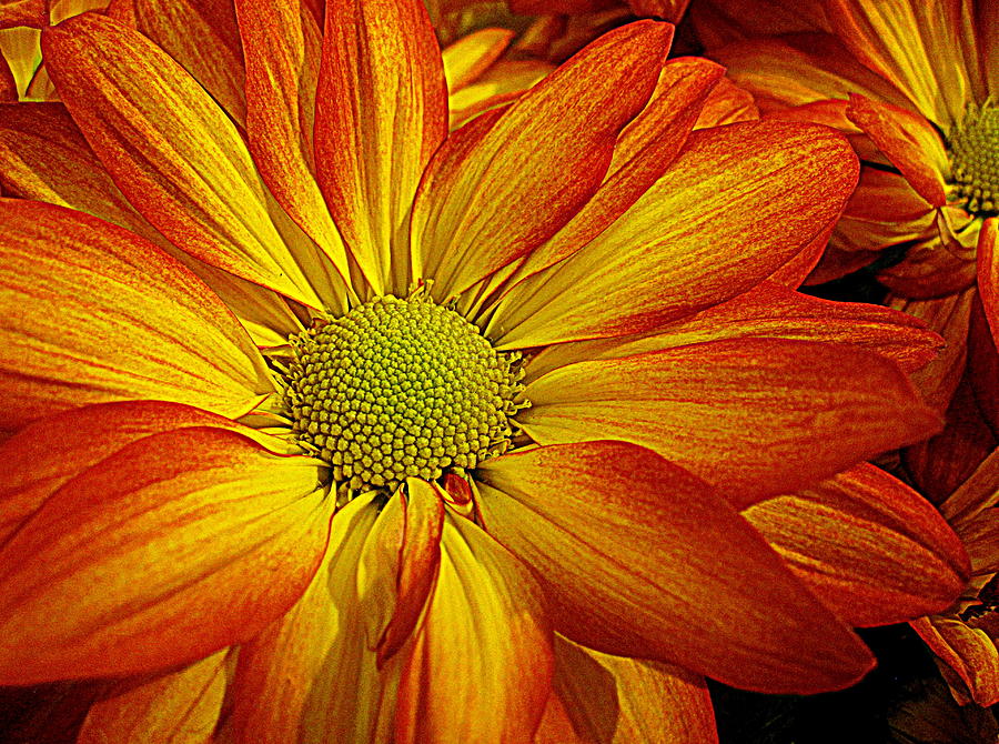 Flower Digital Art - Orange Yellow Mum by Bonita Brandt