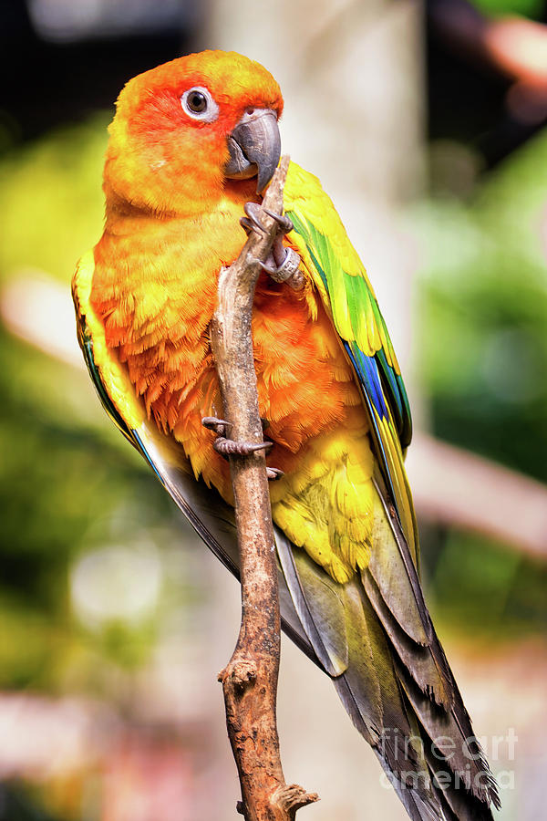 Orange Yellow Parakeet by Stephanie Hayes Orange Yellow Parakeet by Stephanie Hayes