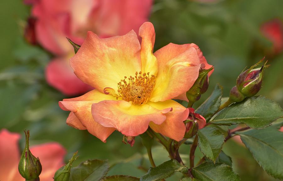 Orange Yellow Rose Beauty I   Photograph by Linda Brody