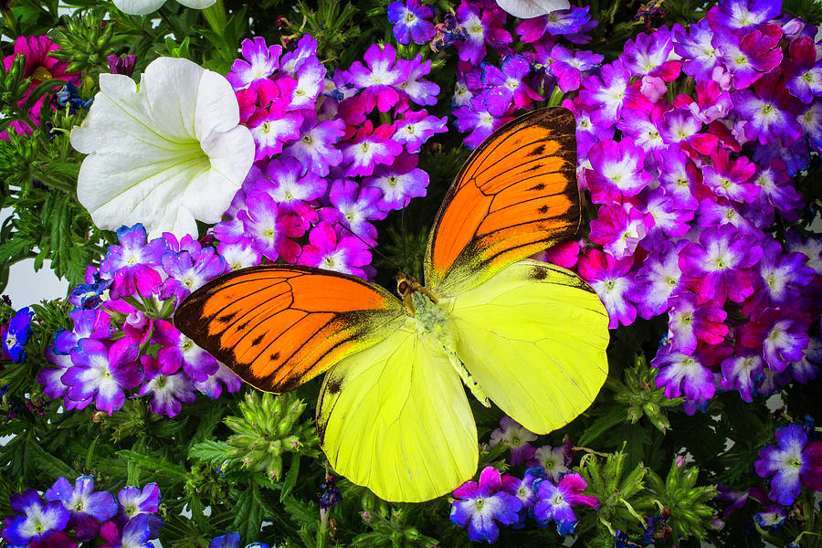 Orange Yellow Wings Photograph by Garry Gay