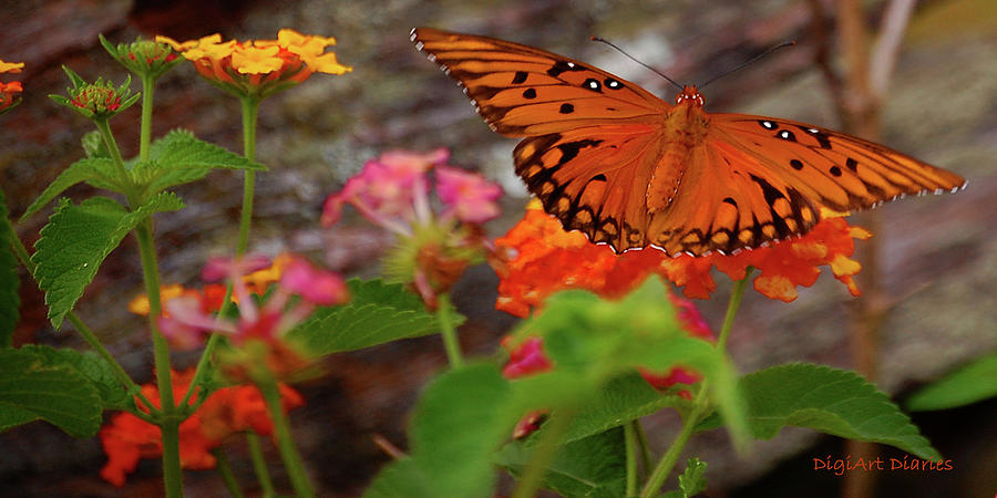 Butterfly Digital Art - Orange You Pretty by DigiArt Diaries by Vicky B Fuller