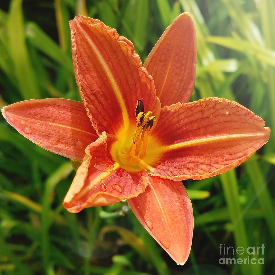 Daylily Photograph - Orange zeal by Jane Powell