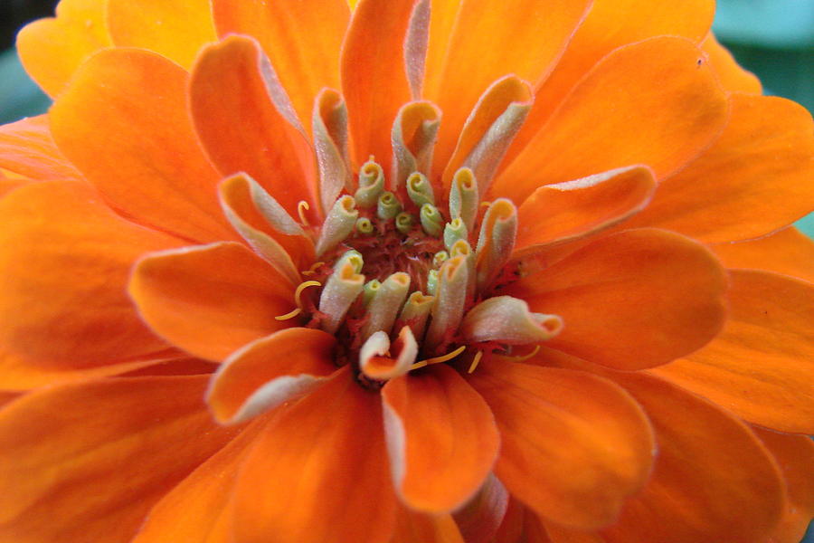 Orange Zinna Photograph by Mary Halpin