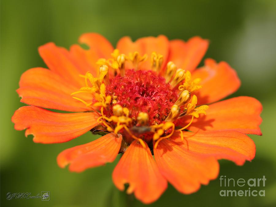 Orange Zinnia from the Candy Mix Photograph by J McCombie