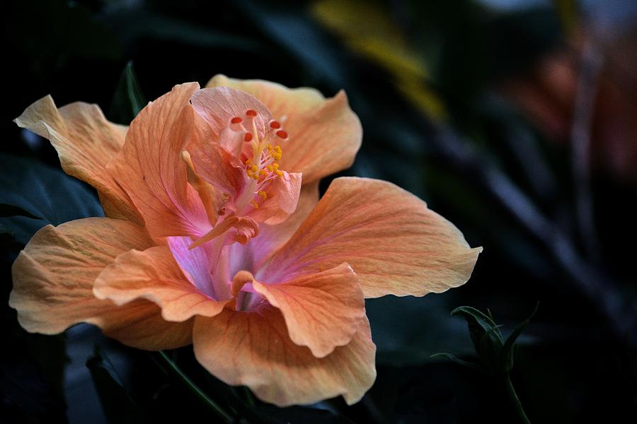 Flower Photograph - Orangecicle by Robert McCubbin