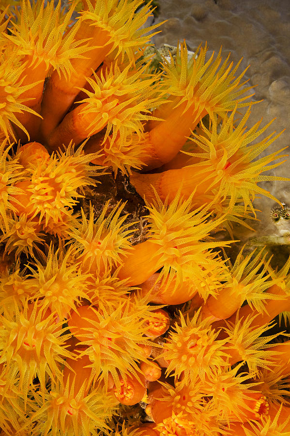 Cup Photograph - Orangecup Coral by Dave Fleetham - Printscapes