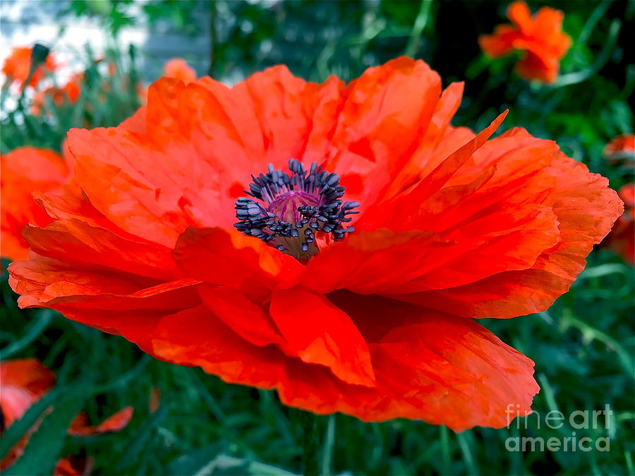 Red orange poppy  Photograph by Wonju Hulse