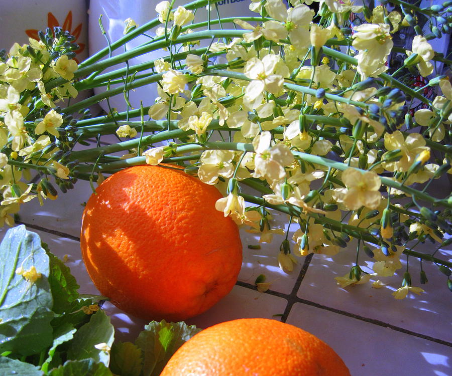 Oranges and Blossoms Photograph by Lessandra Grimley