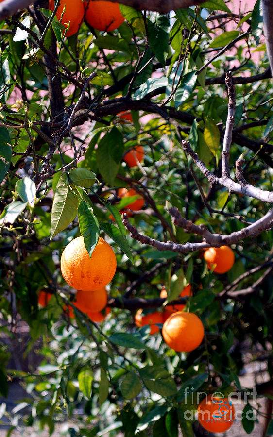 Oranges Photograph