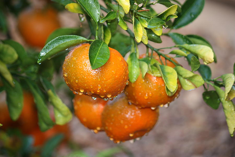 Oranges In The Rain Photograph by Judy C Moses