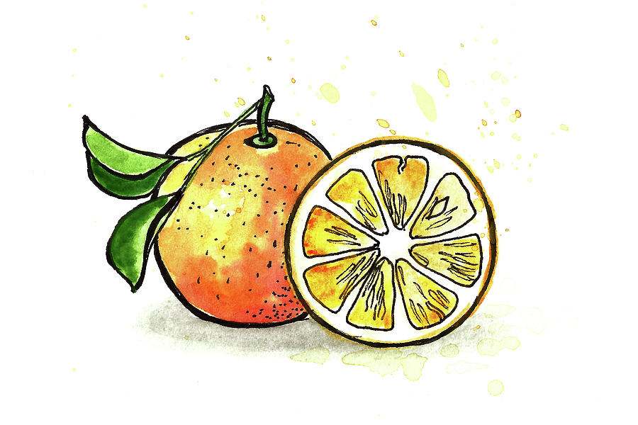 Watercolor Oranges Painting by Masha Batkova