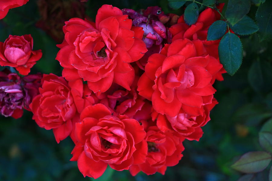 Red Roses Photograph by Allen Beatty