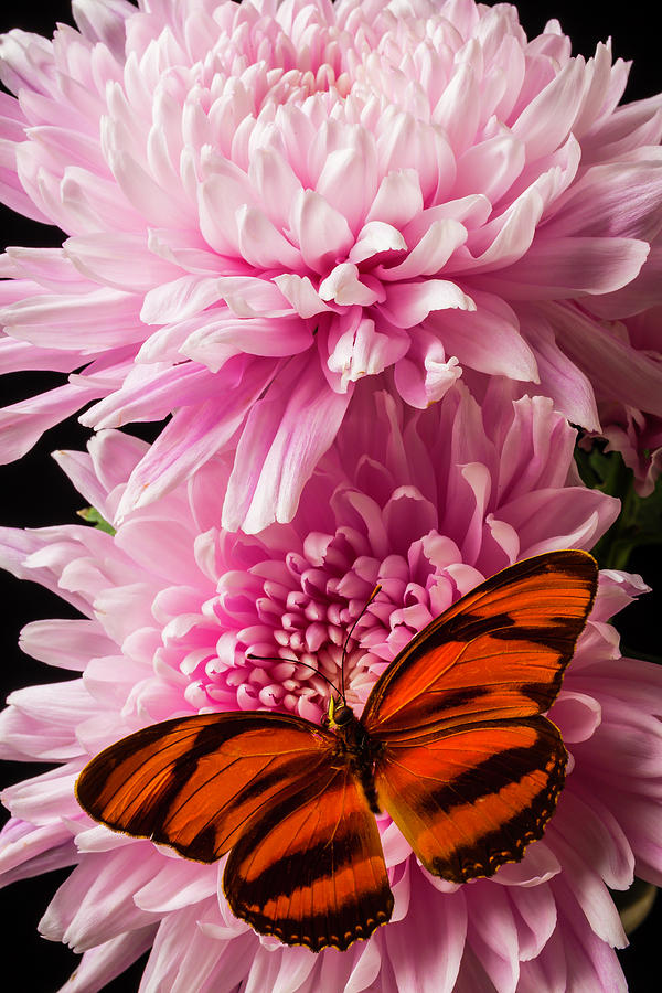 Oranges Wings On Pink Mum Photograph by Garry Gay