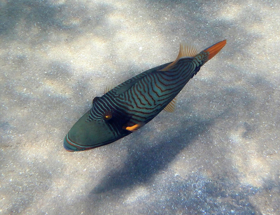 Orangestriped Triggerfish Red Sea Photograph by Johanna Hurmerinta