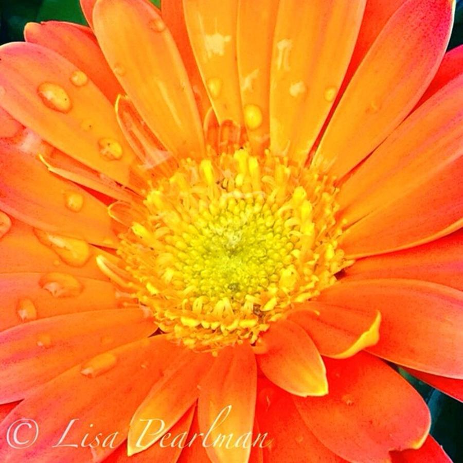#oranges_up #splendid_flowers Photograph by Lisa Pearlman