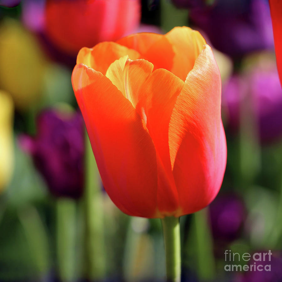 Orange Tulip Square Photograph by Karen Adams