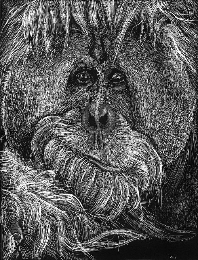Orangitan Drawing by William Underwood