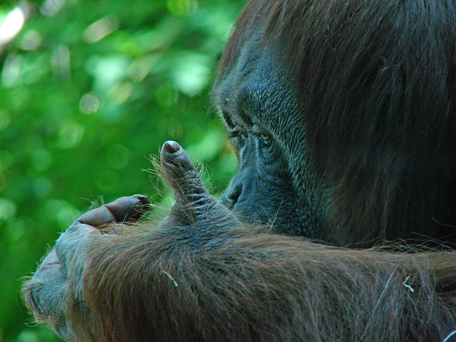 Orangutan 1 Photograph by Diana Douglass