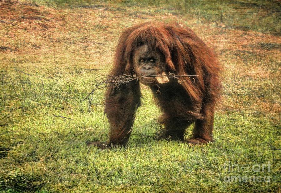 Orangutan 1 by Kristalin Davis Photograph by Kristalin Davis