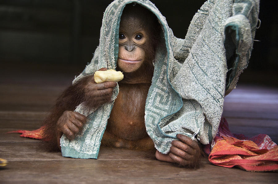 Animal Photograph - Orangutan 2yr Old Infant Holding Banana by Suzi Eszterhas