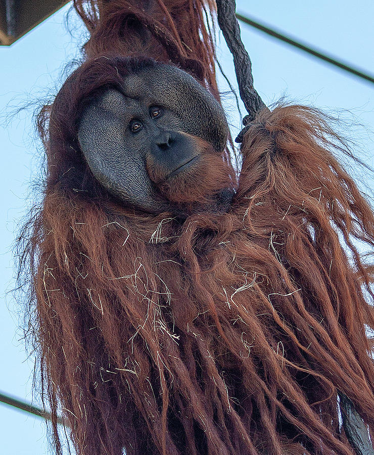 Orangutan Photograph by Al Hurley