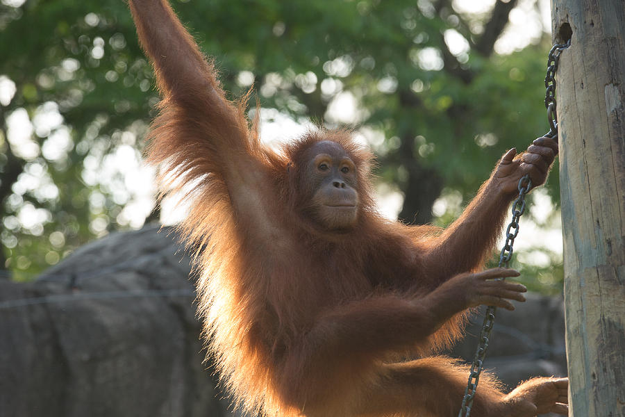 Orangutan Photograph by Allan Morrison