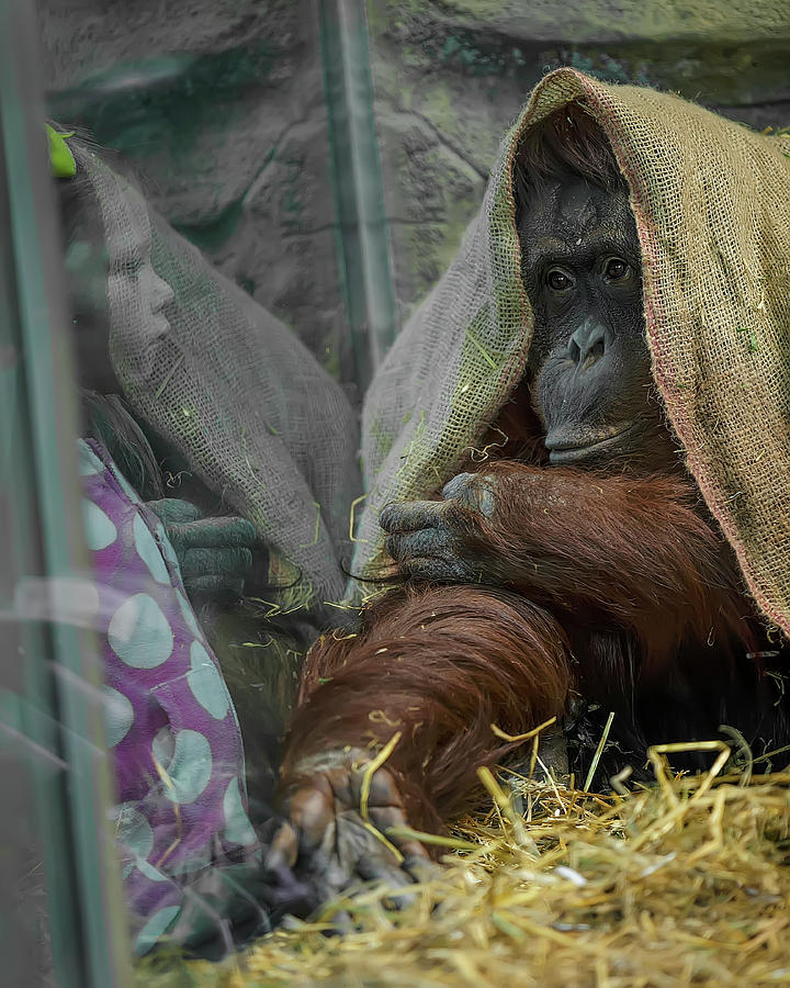 Orangutan and Girl Photograph by Glenn Woodell