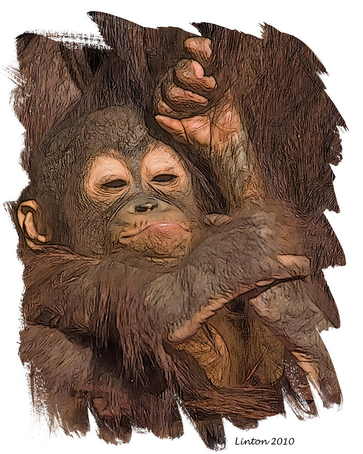 Nature Digital Art - Orangutan Baby by Larry Linton