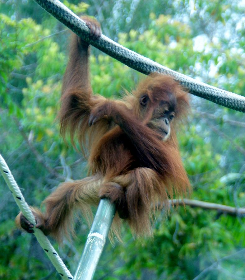 Orangutan Baby SD Zoo 2015 Photograph by Phyllis Spoor