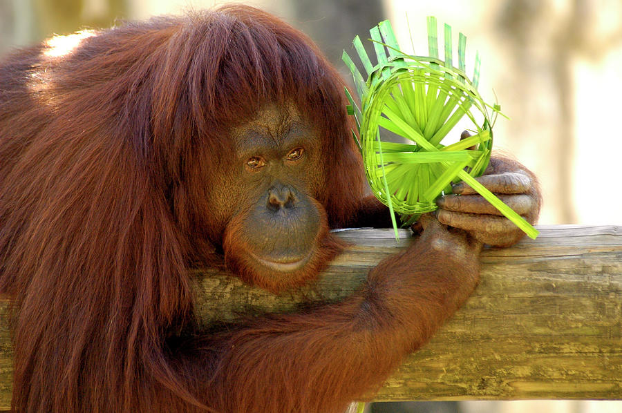 Orangutan Photograph by Carolyn Marshall