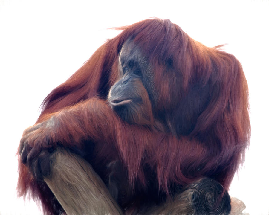 Orangutan - Color Version Photograph by Lana Trussell