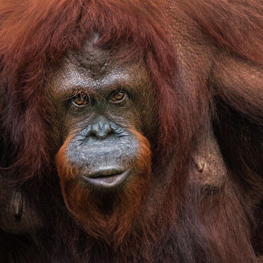 Orangutan -  Communication Between Species Photograph by Mitch Spence