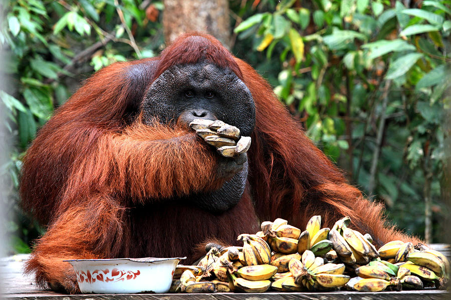 Orangutan Feeding Time Photograph by Darcy Dietrich